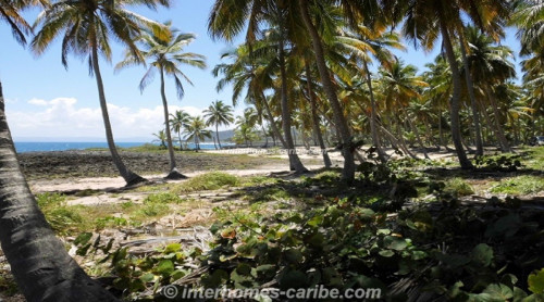 photos for SAMANA THE COVES: OCEAN FRONT LOT 29 405 M2